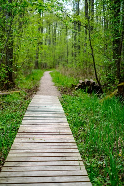 Μικρό Στενό Ξύλινο Μονοπάτι Πόδι Σανίδα Καλοκαιρινό Πράσινο Δάσος Πράσινο — Φωτογραφία Αρχείου