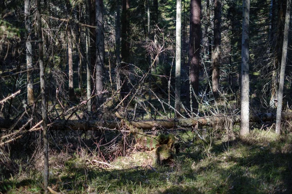 Vieux Troncs Arbres Secs Piétinements Dans Forêt Printanière Verte Avec — Photo