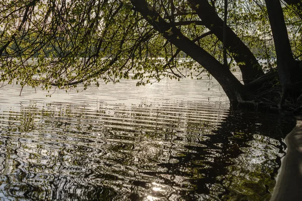 Nehirde Suyun Üzerinde Asılı Taze Yeşil Yaprakları Ile Ağaç Dalları — Stok fotoğraf