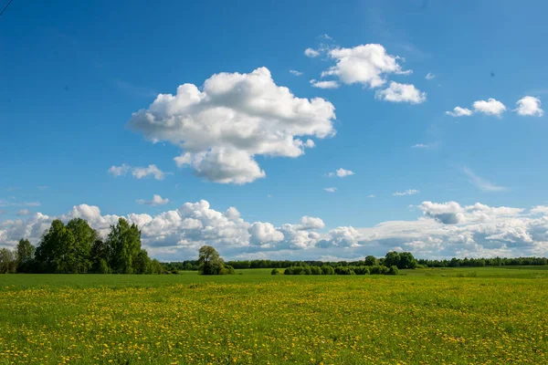 Leuchtend Grüne Wiese Sonnigen Tagen Grünen Mit Blumen Und Blauem — Stockfoto