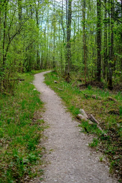 Pequeño Camino Estrecho Pie Bosque Verde Verano Con Hierba Verde — Foto de Stock