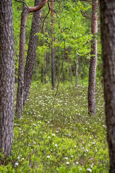 Árvore Parede Tronco Floresta Pinheiros Com Musgo Verde Coberto Floresta — Fotografia de Stock