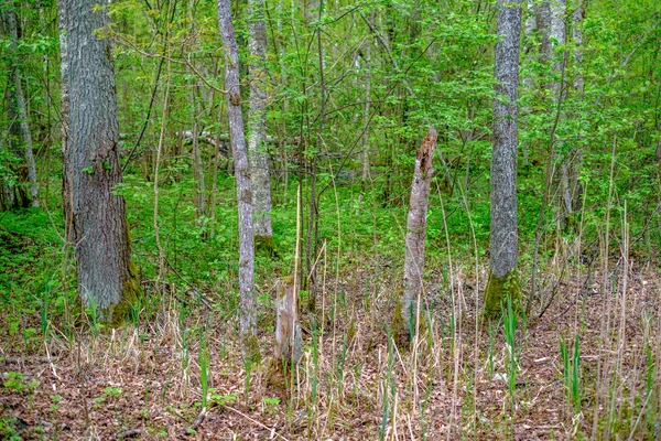Frühling Wachsen Dichte Baumstämme Wald — Stockfoto