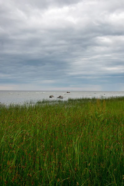 Leerer Meeresstrand Mit Felsen Und Gras Sommer Bei Ebbe Ostsee — Stockfoto