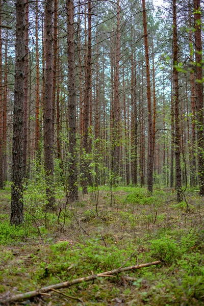 密な木の幹の壁は 春の時間に森の中でテクスチャを成長させます — ストック写真