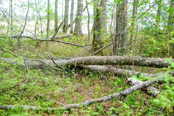 Gamla Torra Trädstammar Och Stampningar Grön Vårskog Med Torra Löv — Stockfoto