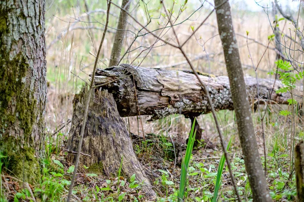old dry tree trunks and stomps in green spring forest with dry leaves and bushes
