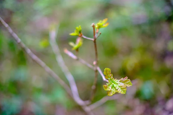 Färska Unga Träd Löv Våren Makrofotografering Med Oskärpa Bakgrund — Stockfoto