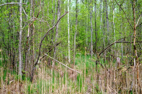 Fitta Struttura Del Tronco Albero Nella Foresta Primavera — Foto Stock