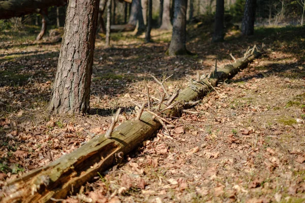 Troncos Árboles Secos Viejos Pisadas Bosque Verde Primavera Con Hojas — Foto de Stock