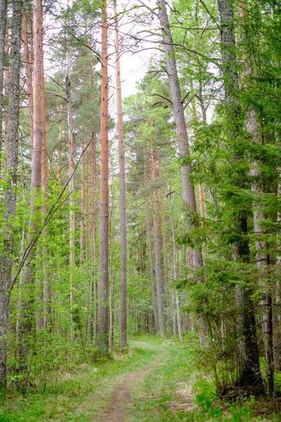 Kleiner Schmaler Fußweg Sommergrünen Wald Mit Grünem Gras Und Kleinen — Stockfoto