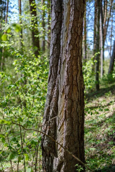 樹皮の下に古いマーキングを持つ森の松の木の幹 緑の春 — ストック写真