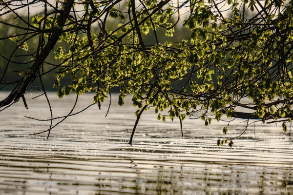 Gałęzie Drzew Świeżych Zielonych Liści Wiszące Nisko Nad Wodą Rzece — Zdjęcie stockowe