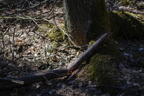 old dry tree trunks and stomps in green spring forest with dry leaves and bushes