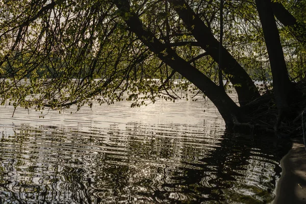 Branches Arbres Avec Des Feuilles Vertes Fraîches Suspendues Bas Dessus — Photo