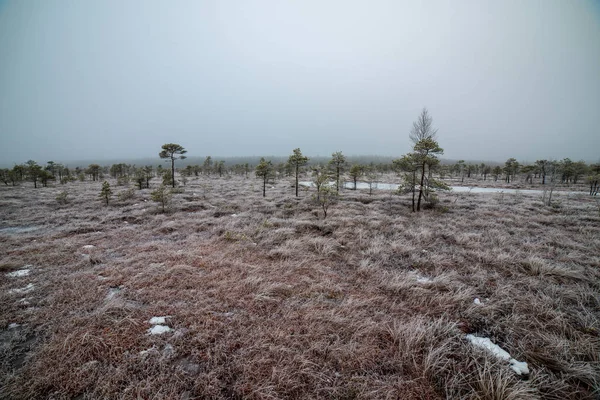 Pola Lasy Pokryte Śniegiem Zimą Mrozem Pusty Krajobraz Krajobrazu — Zdjęcie stockowe