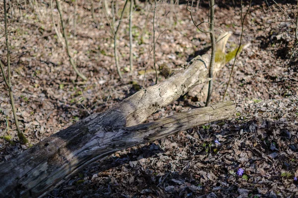 Troncos Árboles Secos Viejos Pisadas Bosque Verde Primavera Con Hojas —  Fotos de Stock