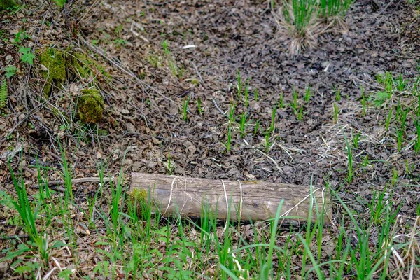 Troncos Velhos Árvore Seca Pisos Floresta Verde Mola Com Folhas — Fotografia de Stock