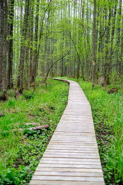 Pequeno Caminho Prancha Madeira Estreita Verão Floresta Verde Com Grama — Fotografia de Stock
