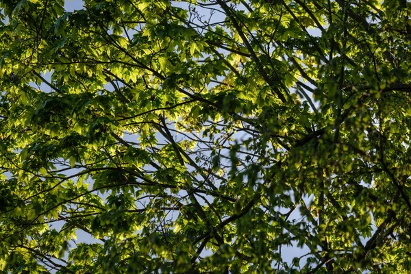 Folha Árvore Mapple Verde Fresco Novo Fundo Azul Céu Textura — Fotografia de Stock