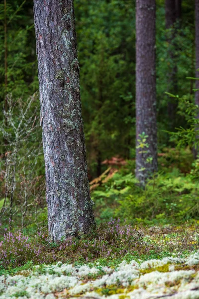 Stěna Kmene Stromů Lesním Lese Zeleným Mechem Pokrytého Lesním Lůžky — Stock fotografie