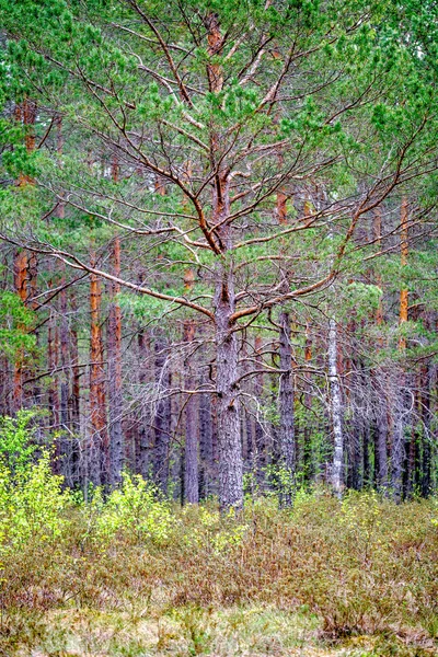 密な木の幹の壁は 春の時間に森の中でテクスチャを成長させます — ストック写真