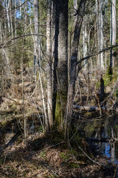 在绿春林中 有干树叶和灌木的老干树干和树干 — 图库照片