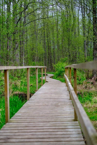 Небольшая Узкая Деревянная Дорожка Зеленом Лесу Зеленой Травой Мелкими Камешками — стоковое фото