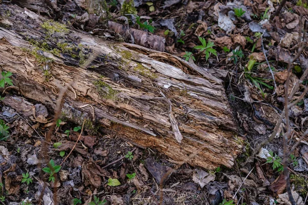 Troncos Velhos Árvore Seca Pisos Floresta Verde Mola Com Folhas — Fotografia de Stock