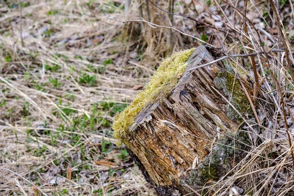 Kuru Yaprakları Çalıları Ile Yeşil Bahar Ormanda Eski Kuru Ağaç — Stok fotoğraf