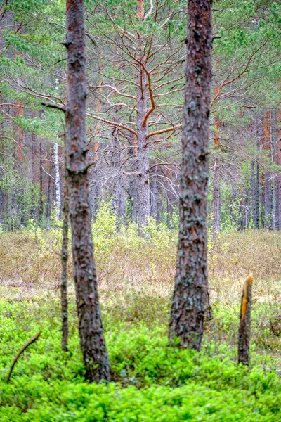 Sűrű Törzse Falra Growe Textúra Erdőben Tavasszal — Stock Fotó
