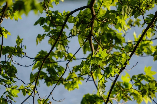 Молодые Свежие Зеленые Листья Клена Голубом Фоне Неба Весенний Цвет — стоковое фото