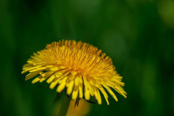 Yellow Dandelion Flowers Green Meadow Spring Flowers — 스톡 사진