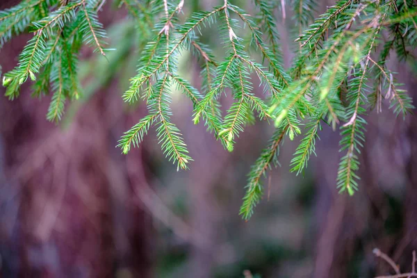 春に若いトウヒの木の枝背景をぼかす — ストック写真