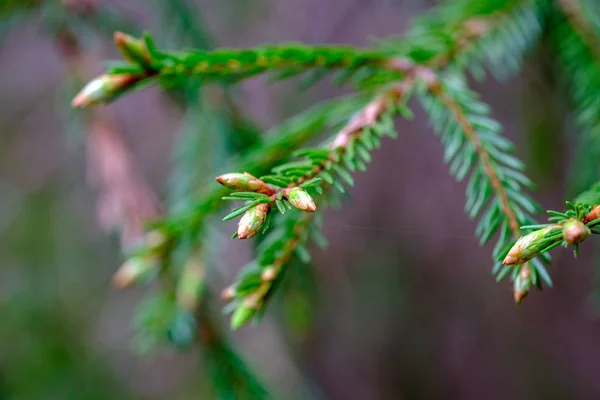 Young Spruce Tree Branches Spring Blur Background — 스톡 사진