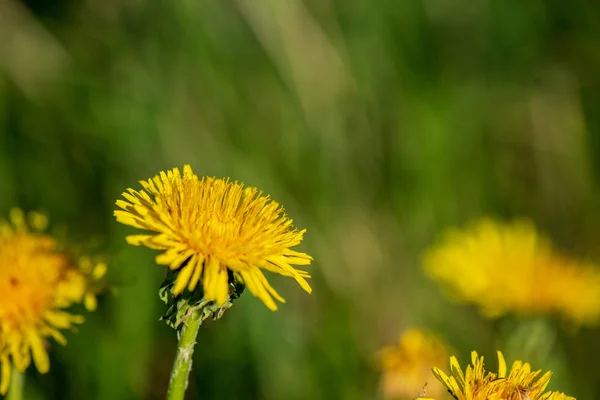 Yellow Dandelion Flowers Green Meadow Spring Flowers — 스톡 사진