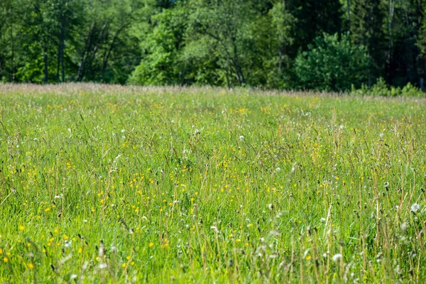 阳光明媚的乡村绿草甸 鲜花蓝天 — 图库照片