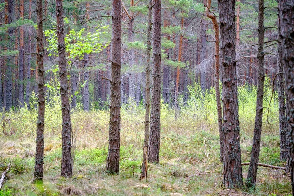 Texture Dense Bosquet Tronc Arbre Dans Forêt Printemps — Photo