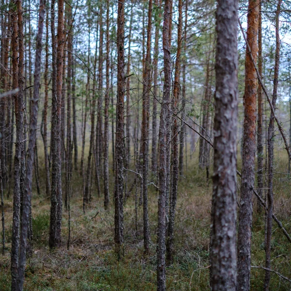 Texture Dense Bosquet Tronc Arbre Dans Forêt Printemps — Photo