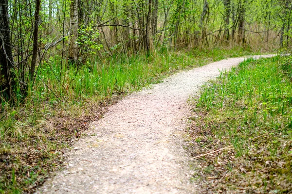 Pequeño Camino Estrecho Pie Bosque Verde Verano Con Hierba Verde — Foto de Stock