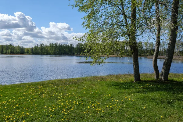 recreation camping area by the blue lake in sunny summer day on the shore of water body with trees, green meadow with dandelions and boats on the shore