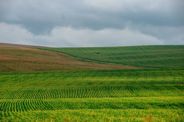 Ändlösa Fält Majs Dimmigt Himmel Med Regnmoln Slovakien Sommaren — Stockfoto