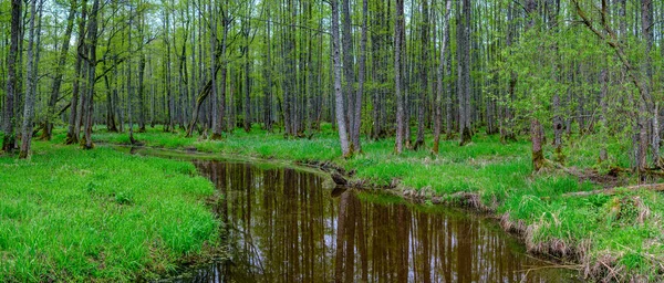 Pequeño Río Bosque Con Aguas Tranquilas Reflejos Árboles Verde Verano —  Fotos de Stock