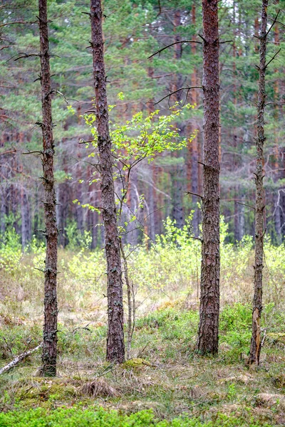 Πυκνό Κορμό Δέντρου Τοίχου Δέντρο Υφή Στο Δάσος Ώρα Άνοιξη — Φωτογραφία Αρχείου