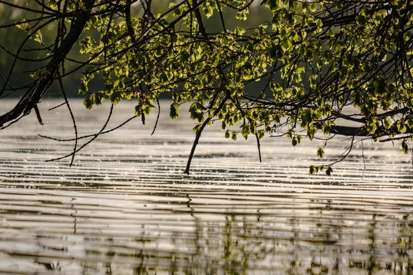 Ветви Деревьев Свежими Зелеными Листьями Висящими Низко Над Водой Реке — стоковое фото