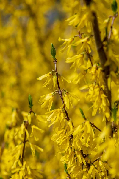 Jasne Żółte Kwiaty Krzewy Gałęzie Drzew Wiosną — Zdjęcie stockowe