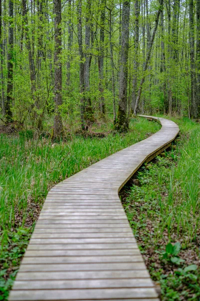 Small Narrow Wooden Plank Foot Path Summer Green Forest Green — Stock Photo, Image