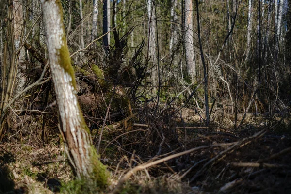 Gamla Torra Trädstammar Och Stampningar Grön Vårskog Med Torra Löv — Stockfoto