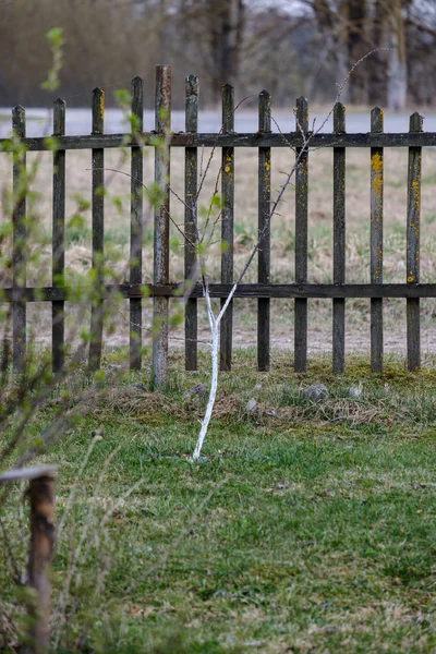 Manzanos Jóvenes Jardín Con Troncos Blancos Como Protección Contra Los — Foto de Stock