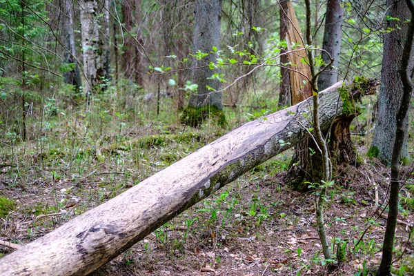 Alte Trockene Baumstämme Und Stampfer Grünen Frühlingswald Mit Trockenen Blättern — Stockfoto